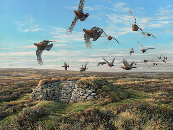 Martin Ridley oil painting of driven red grouse flying at full tilt. Game bird Painting